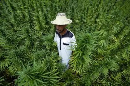 A farmer checks crops of cannabis in the commune of Mansoura, in the Chefchaouen region southeast of Tangiers, July 18, 2024. (AFP)