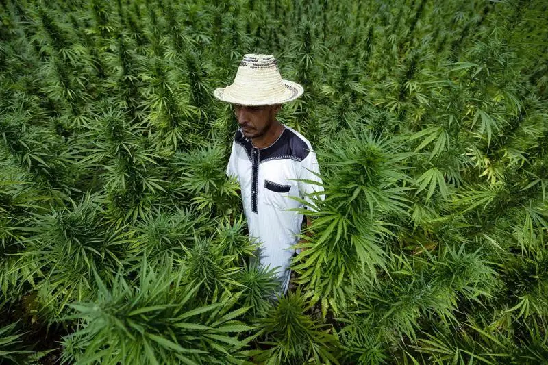 A farmer checks crops of cannabis in the commune of Mansoura, in the Chefchaouen region southeast of Tangiers, July 18, 2024. (AFP)